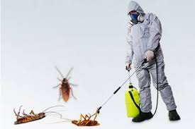 Pest control bed bug 1 BHK two time treatment